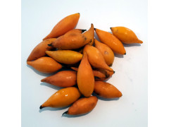 Iboga Frucht